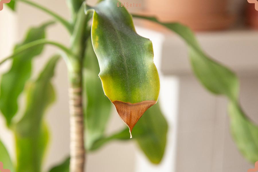 آفات و بیماری های گیاهان آپارتمانی